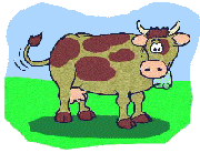 Vache