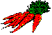 Carottes