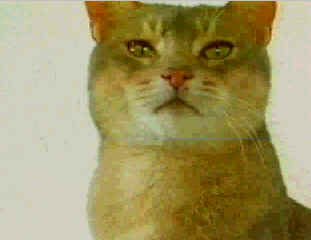 wpe2.jpg (6724 bytes)