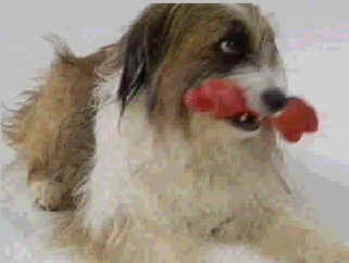 wpe1.jpg (7996 bytes)