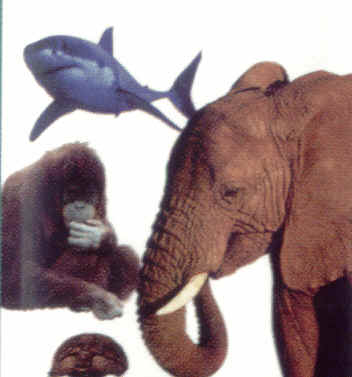 wpe7.jpg (13928 bytes)