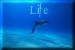 Life