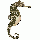 seahorse