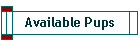 Available Pups