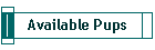 Available Pups
