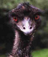 Emus head