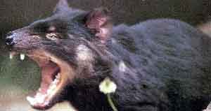 real taz 02.JPG (8487 bytes)