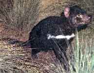 real taz 03.JPG (14711 bytes)