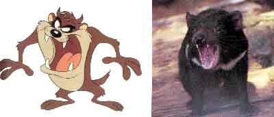 real taz 04.JPG (10557 bytes)