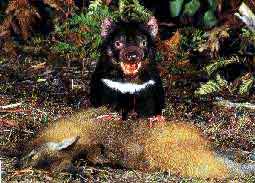 real taz 08.JPG (21026 bytes)