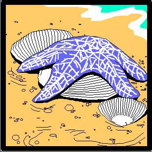 starfish