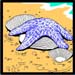 starfish