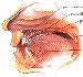 soft palate Diagram