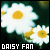 Daisies
