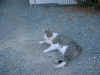 xranch cat.JPG (314076 bytes)