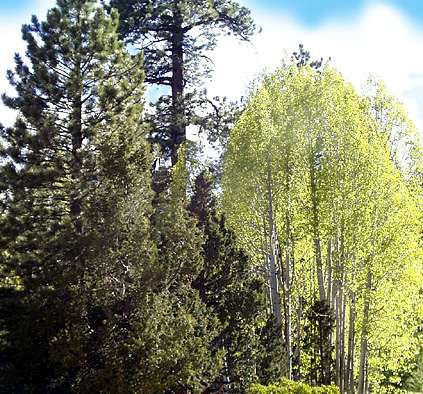 aspen-c.jpg (50106 bytes)