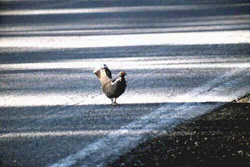 bird-c.jpg (34138 bytes)