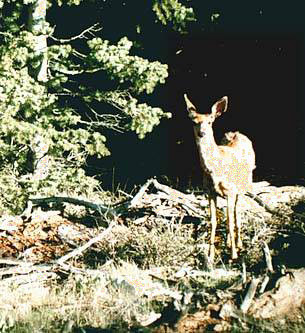 doe-c.jpg (31125 bytes)