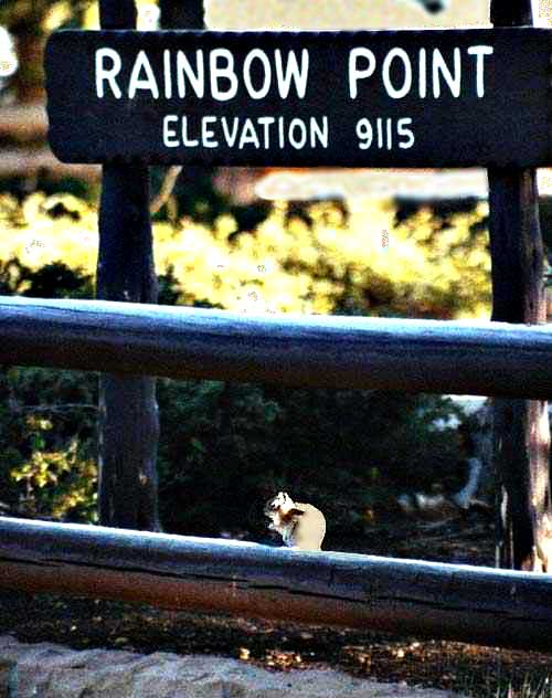 prairiedog.jpg (34152 bytes)