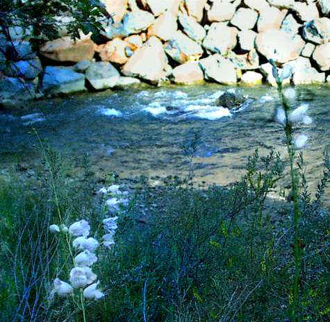 wildflower-c.jpg (45502 bytes)