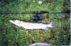 pike20.jpg (111380 bytes)