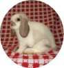 HARe's Baby Doll - Holland Lop
