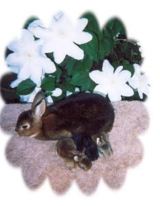 Lone Star & her 1st Litter