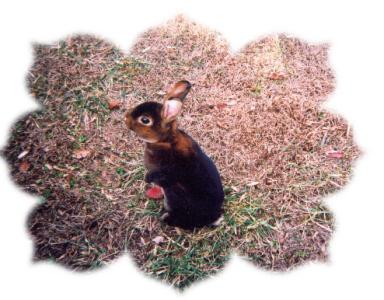 Frey's CP7 a.k.a. Texas Ranger