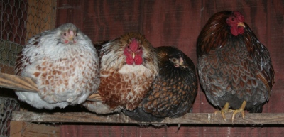 2 pair Blue Laced Red Wyandotte's