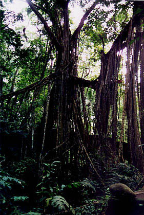 banyan_tree