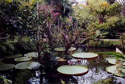 big_lotus_pond