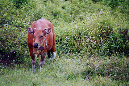cow