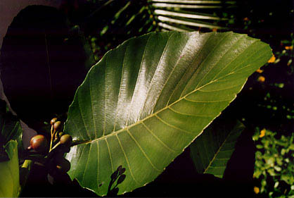 leaf