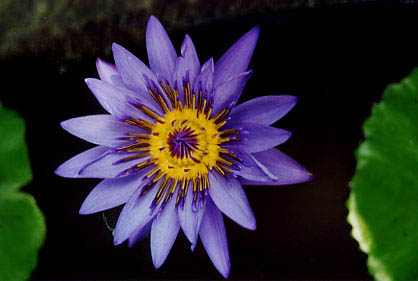 lotus_blossom