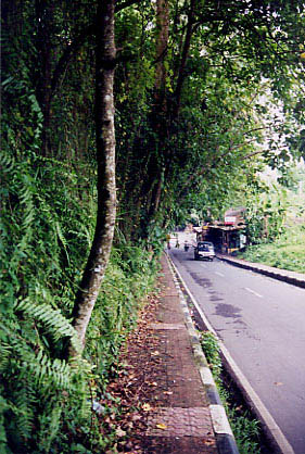 monkey_forest_road02
