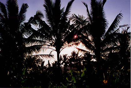 palm_tree_sunset