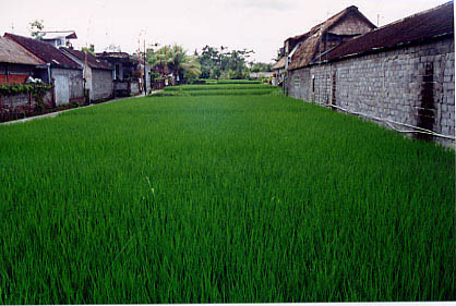 rice_field_alley