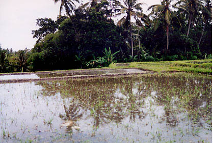 rice_terrace_reflection