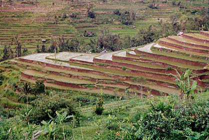 rice_terraces01