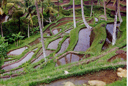rice_terraces02
