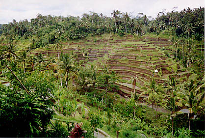 rice_terraces03