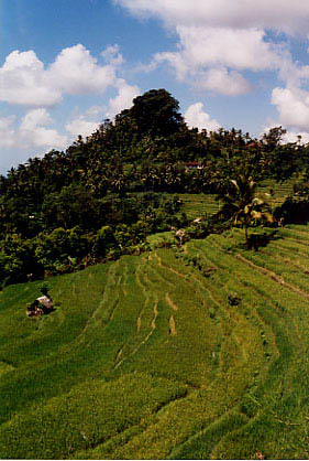 rice_terraces04