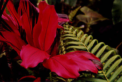 velvet_red_flower