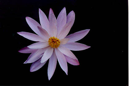 white_lotus_flower
