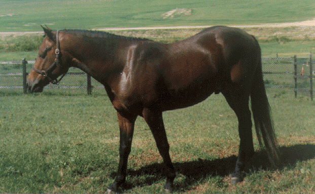 JEF Michealeen O'Finn