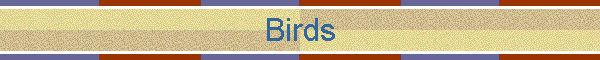 Birds