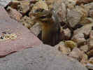 chipmunk.jpg (38735 bytes)