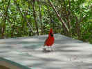 male_cardinal.jpg (39280 bytes)