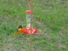 male_oriole.jpg (38890 bytes)