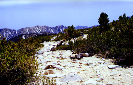 trail near summit.JPG (53303 bytes)